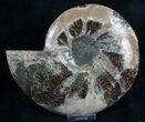 Split Ammonite Half - Agatized Chambers #7807-3